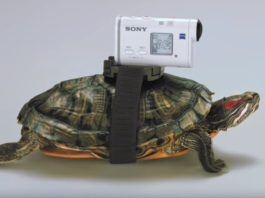 Sponsored Post: A Turtle Shows You How To Use The Sony Action Cam In Slow Motion
