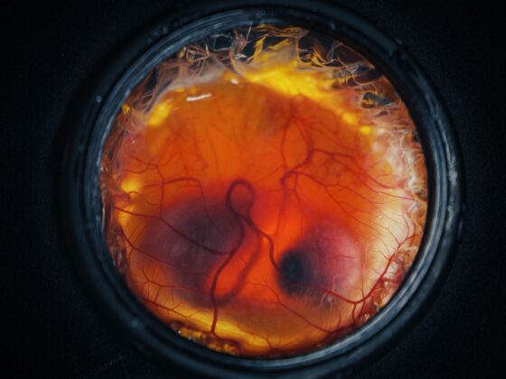 Colossal artificial egg embryo development view