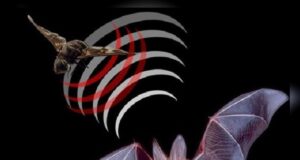 Bat echolocation concept image for 3D mapping research