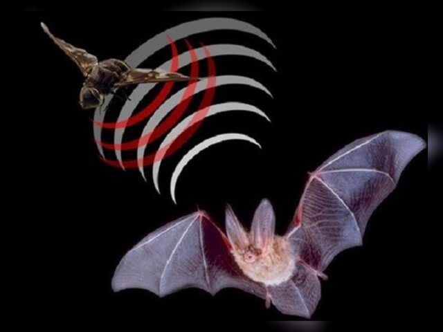 Bat echolocation concept image for 3D mapping research