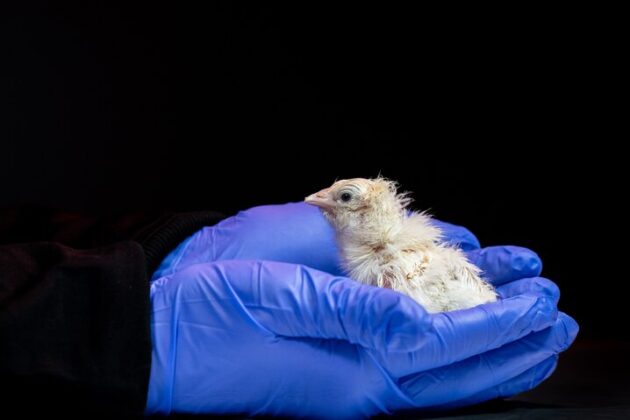 Colossal artificial egg chicken hatchlings