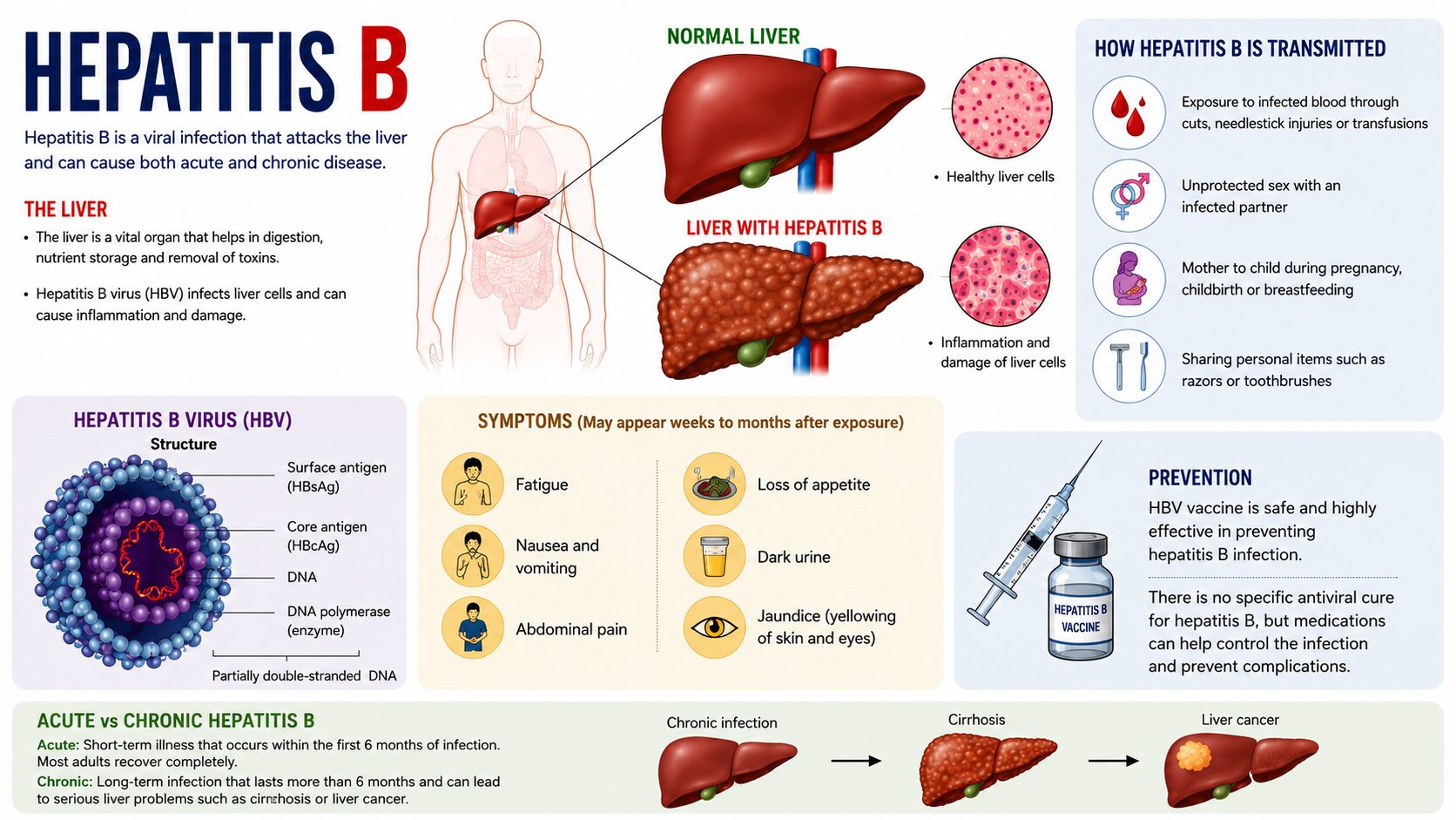 Hepatitis B explainer infographic showing liver impact, transmission, symptoms, and prevention