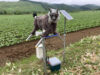 Japan’s Robot Wolves Are Selling Fast as Bear Encounters Rise Monster Wolf robot deterrent installed in a rural field
