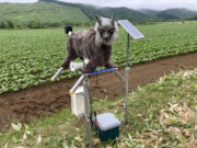 Japan’s Robot Wolves Are Selling Fast as Bear Encounters Rise Monster Wolf robot deterrent installed in a rural field