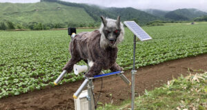 Monster Wolf robot deterrent installed in a rural field