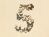 Anthropic Pulls Fable 5 and Mythos 5 After US Government Order Claude Fable 5 launch artwork showing vintage butterflies arranged into the numeral five
