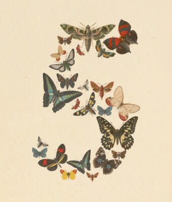 Anthropic Pulls Fable 5 and Mythos 5 After US Government Order Claude Fable 5 launch artwork showing vintage butterflies arranged into the numeral five
