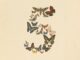 Anthropic Pulls Fable 5 and Mythos 5 After US Government Order Claude Fable 5 launch artwork showing vintage butterflies arranged into the numeral five