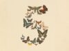 Anthropic Opens Claude Fable 5 to Regular Users Claude Fable 5 and Claude Mythos 5 butterfly artwork from Anthropic