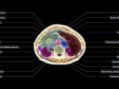Midjourney Medical Shows The Claims Behind Its 60-Second Body Scanner Official Midjourney Medical upper abdomen ultrasound CT segmentation with labeled organs and tissue regions.