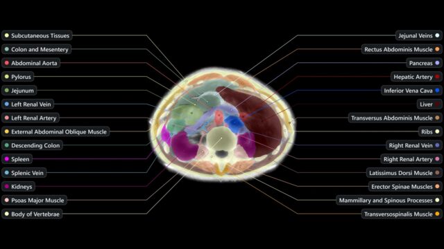 Midjourney Medical upper abdomen segmentation featured image Official Midjourney Medical upper abdomen ultrasound CT segmentation with labeled organs and tissue regions.