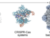 Arc Institute figure illustrating the PhiX174 bacteriophage genome design context for AI-generated bacteriophages.