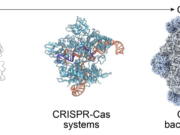 Arc Institute figure illustrating the PhiX174 bacteriophage genome design context for AI-generated bacteriophages.