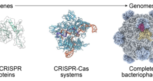 Arc Institute figure illustrating the PhiX174 bacteriophage genome design context for AI-generated bacteriophages.