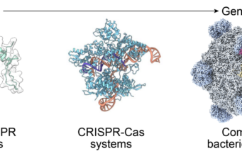 AI-Designed Bacteriophages Kill E. coli in Early Test Arc Institute figure illustrating the PhiX174 bacteriophage genome design context for AI-generated bacteriophages.