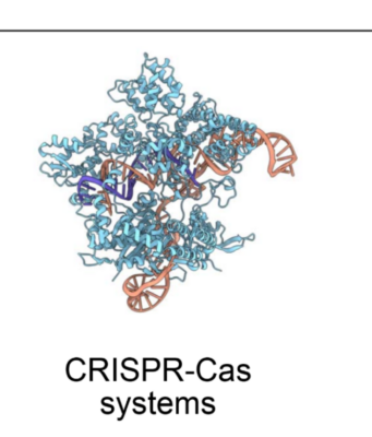 AI-Designed Bacteriophages Kill E. coli in Early Test Arc Institute figure illustrating the PhiX174 bacteriophage genome design context for AI-generated bacteriophages.