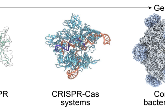 Arc Institute figure illustrating the PhiX174 bacteriophage genome design context for AI-generated bacteriophages.