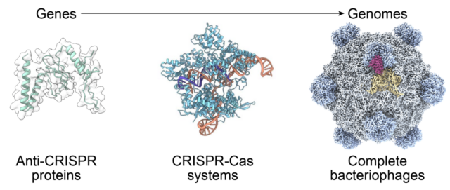 arc-institute-ai-phage-design Arc Institute figure illustrating the PhiX174 bacteriophage genome design context for AI-generated bacteriophages.