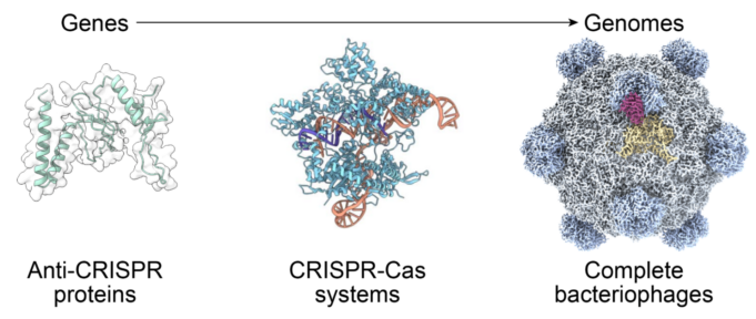 Arc Institute figure illustrating the PhiX174 bacteriophage genome design context for AI-generated bacteriophages.
