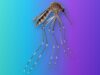 Aedes amateuri, a Mosquito Known Only From Mexico, Turns Up in Arizona Side view of an Aedes amateuri mosquito with a banded abdomen and long banded legs on a teal-to-violet Tech My Money backdrop