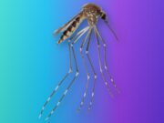 Aedes amateuri, a Mosquito Known Only From Mexico, Turns Up in Arizona Side view of an Aedes amateuri mosquito with a banded abdomen and long banded legs on a teal-to-violet Tech My Money backdrop