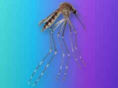 Aedes amateuri, a Mosquito Known Only From Mexico, Turns Up in Arizona Side view of an Aedes amateuri mosquito with a banded abdomen and long banded legs on a teal-to-violet Tech My Money backdrop