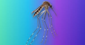 Side view of an Aedes amateuri mosquito with a banded abdomen and long banded legs on a teal-to-violet Tech My Money backdrop