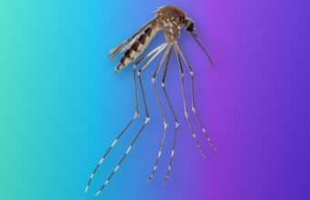Aedes amateuri, a Mosquito Known Only From Mexico, Turns Up in Arizona Side view of an Aedes amateuri mosquito with a banded abdomen and long banded legs on a teal-to-violet Tech My Money backdrop