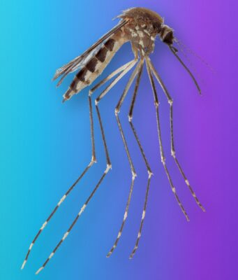 Aedes amateuri, a Mosquito Known Only From Mexico, Turns Up in Arizona Side view of an Aedes amateuri mosquito with a banded abdomen and long banded legs on a teal-to-violet Tech My Money backdrop