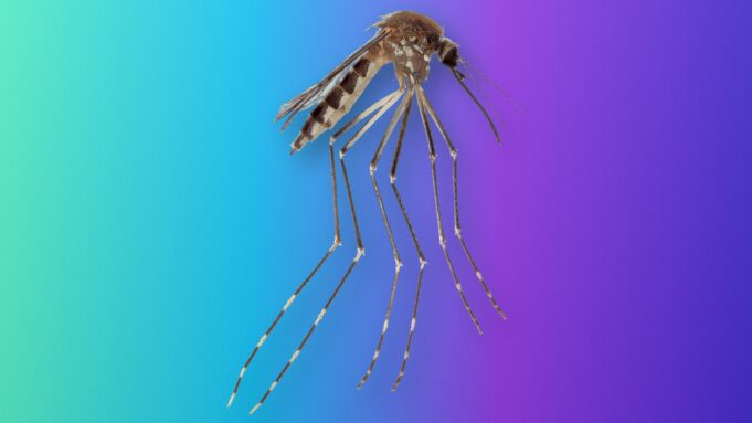 Aedes amateuri, a Mosquito Known Only From Mexico, Turns Up in Arizona Side view of an Aedes amateuri mosquito with a banded abdomen and long banded legs on a teal-to-violet Tech My Money backdrop